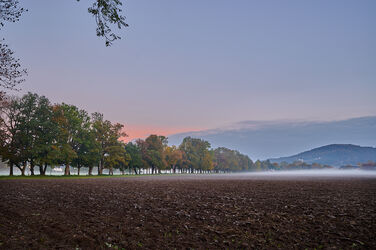 Morgennebel an der Hellbrunner Allee