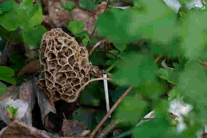 Gut versteckt