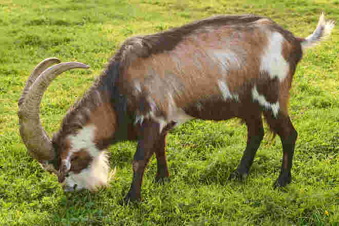 Saftige Wiese