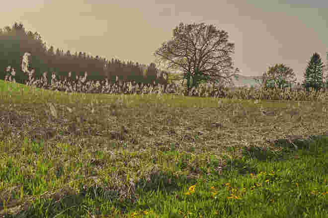 Goiser Wiesen