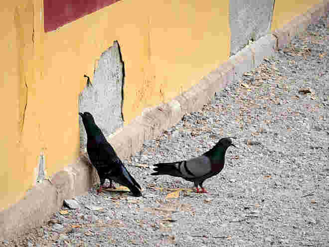 Den Putz von der Wand picken  ;  )