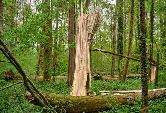 Urgewalt im Auwald