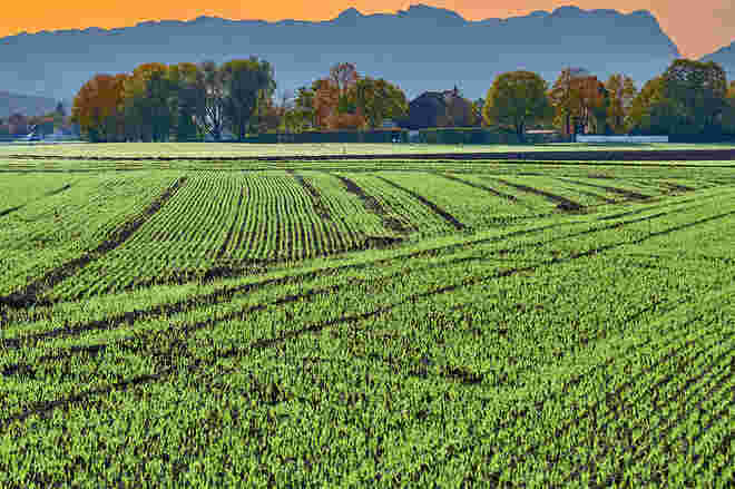 Die Herbstsaat ist aufgegangen