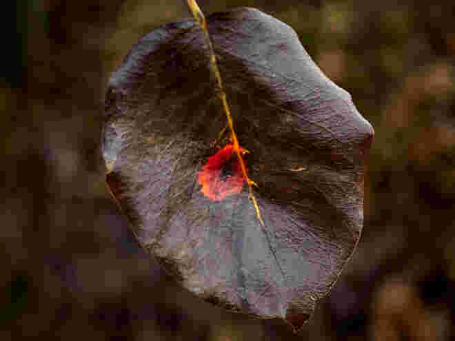 Ein Herbstblatt