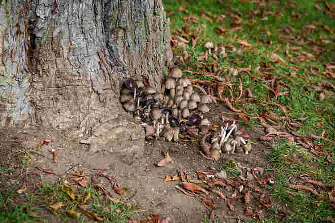 Pilze am Kastanienbaum