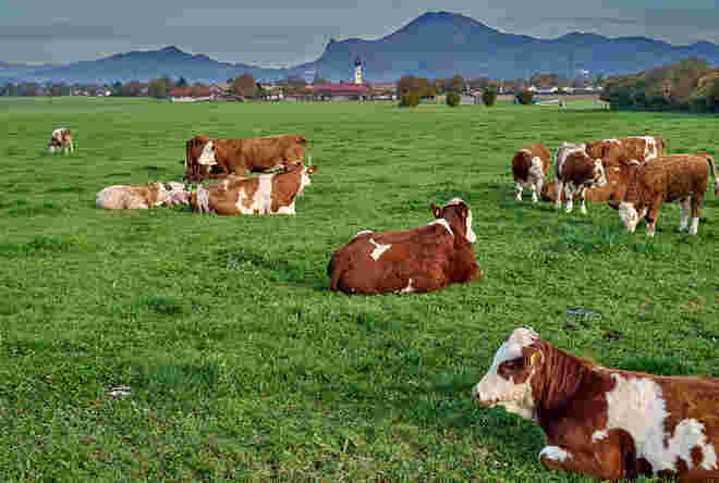 Glückliches Weidevieh 