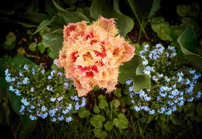 Sag es mit Blumen