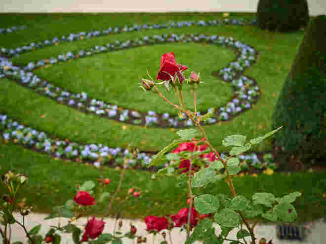 Rosenherz im Mirabellgarten