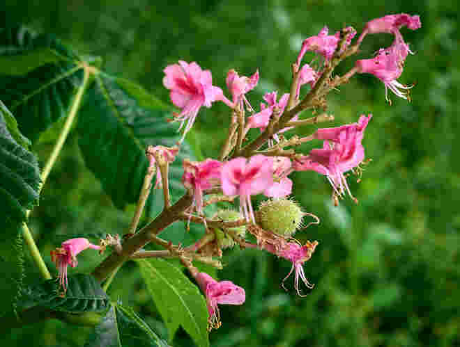 Kastanienblüten