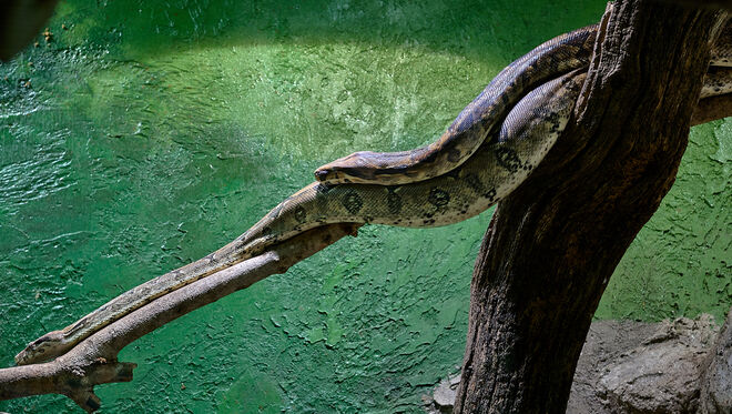 Mitkriechgelegenheit  ;  )