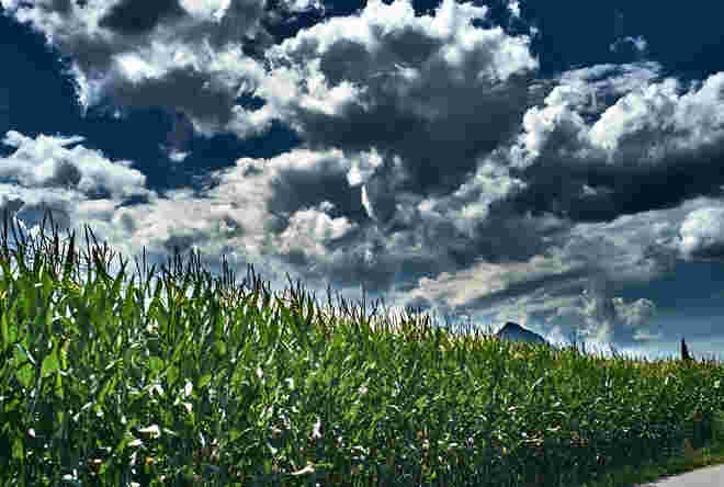 Maisfeld