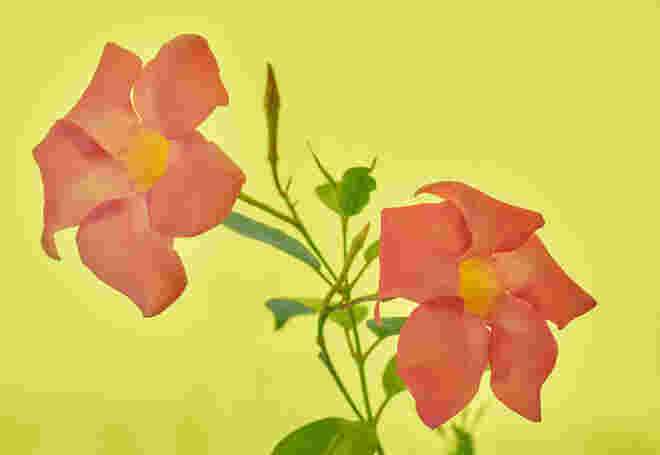In Pastell