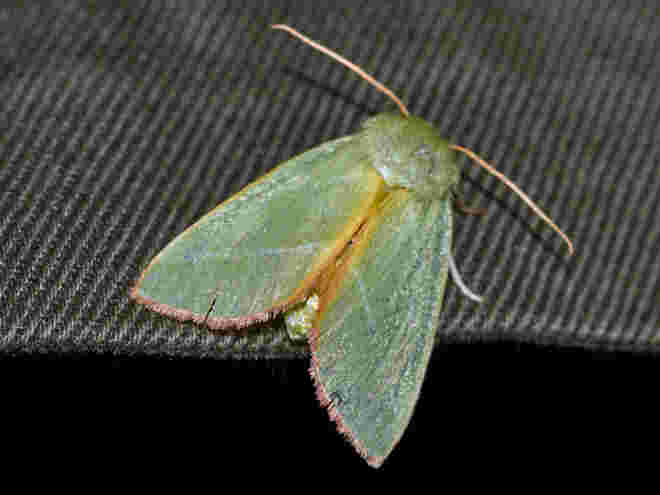 Nachtfalter