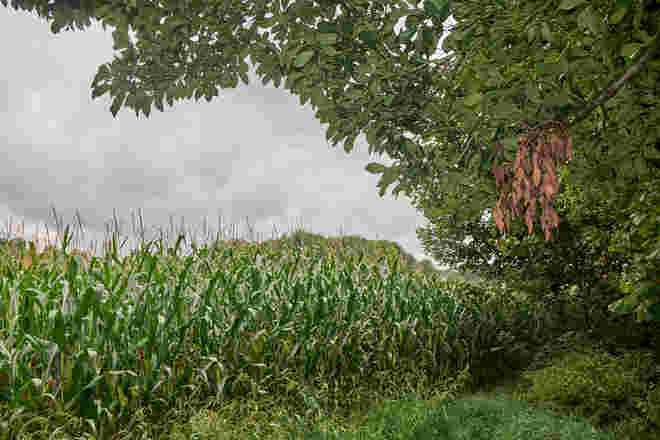 Herbstvorahnung
