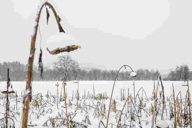 Es schneit