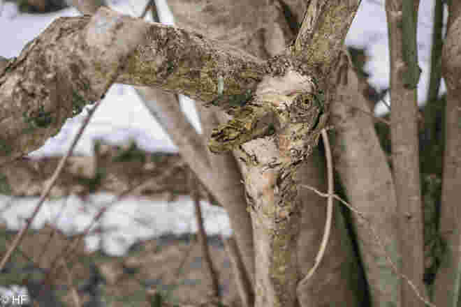 Woody Woodpecker
