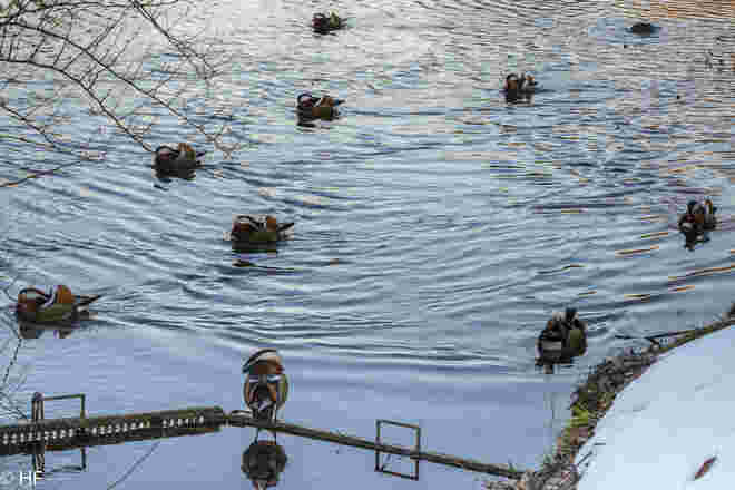 .. und seine Enten