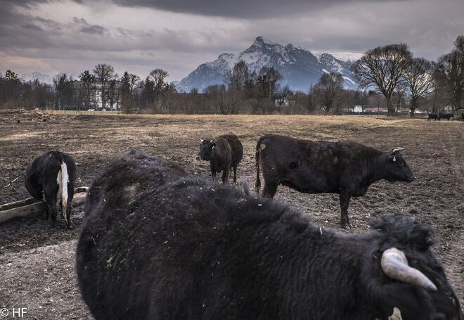 Vom Wolfgang Schaffler Weg