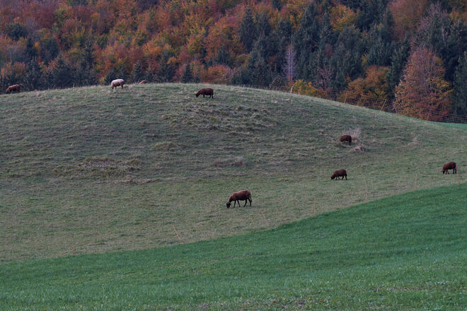 Friedlich auf der Weide