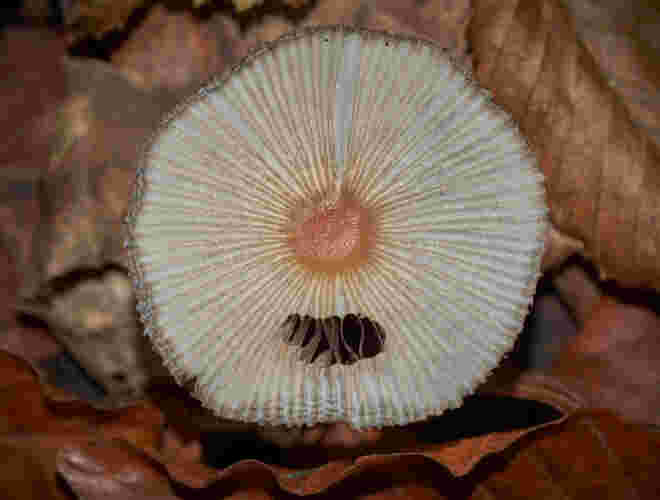 Ein kleiner Pilz