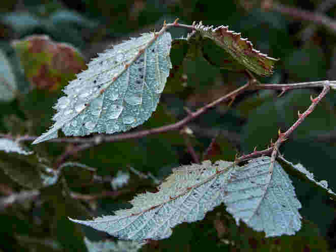 Stachelig