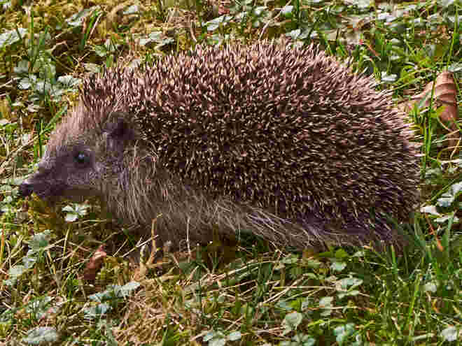 Stacheliger Besuch