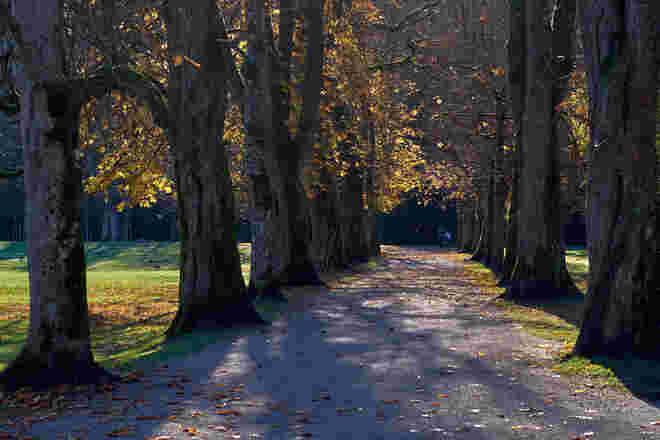 Allee im Hellbrunner Park