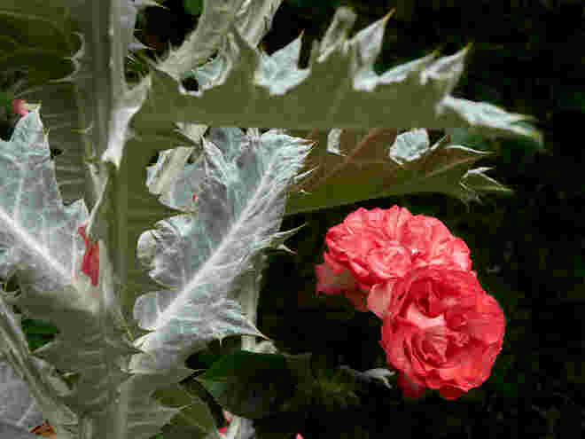 2 x Rot