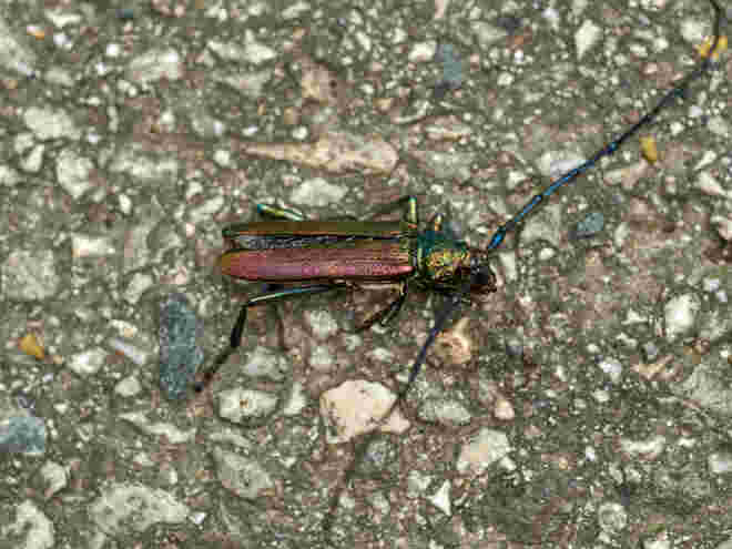 Moschusbock