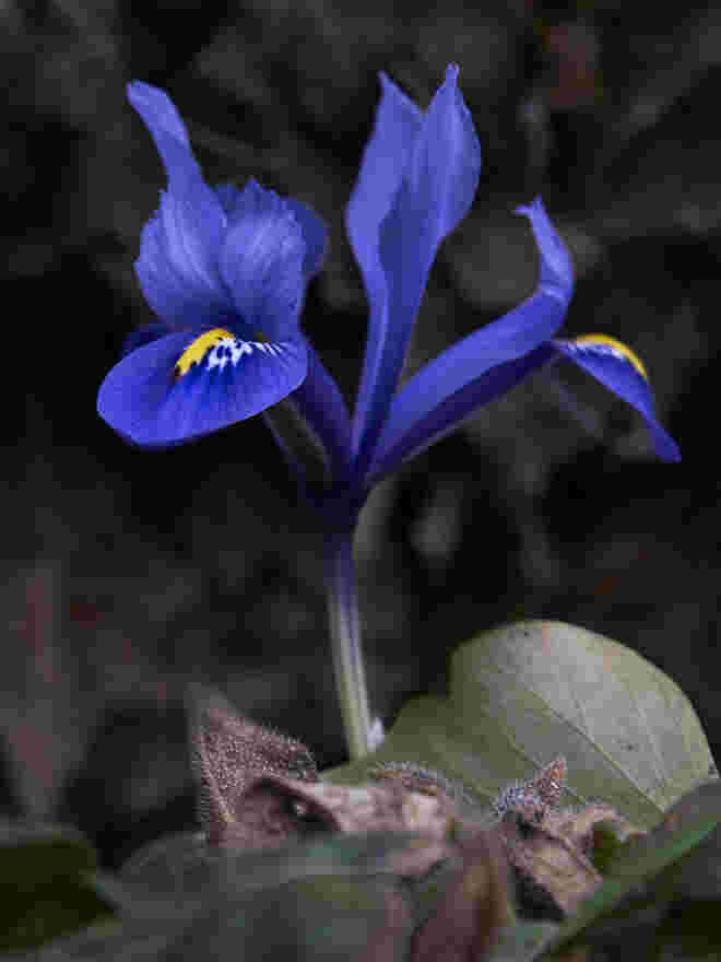 Tiefes Blau