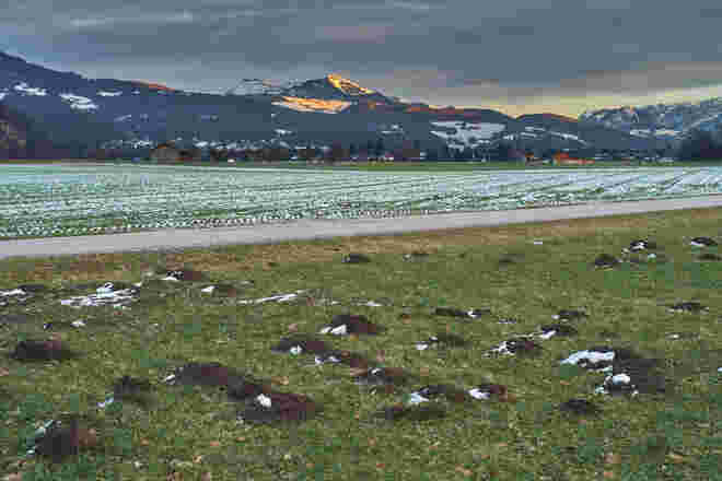 Auch Maulwurfshügel wollen mit aufs Bild