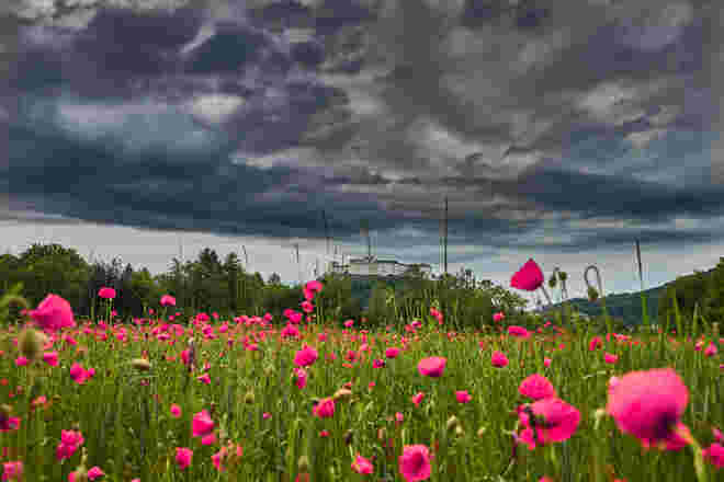 Blick durch die rosa Brille ...