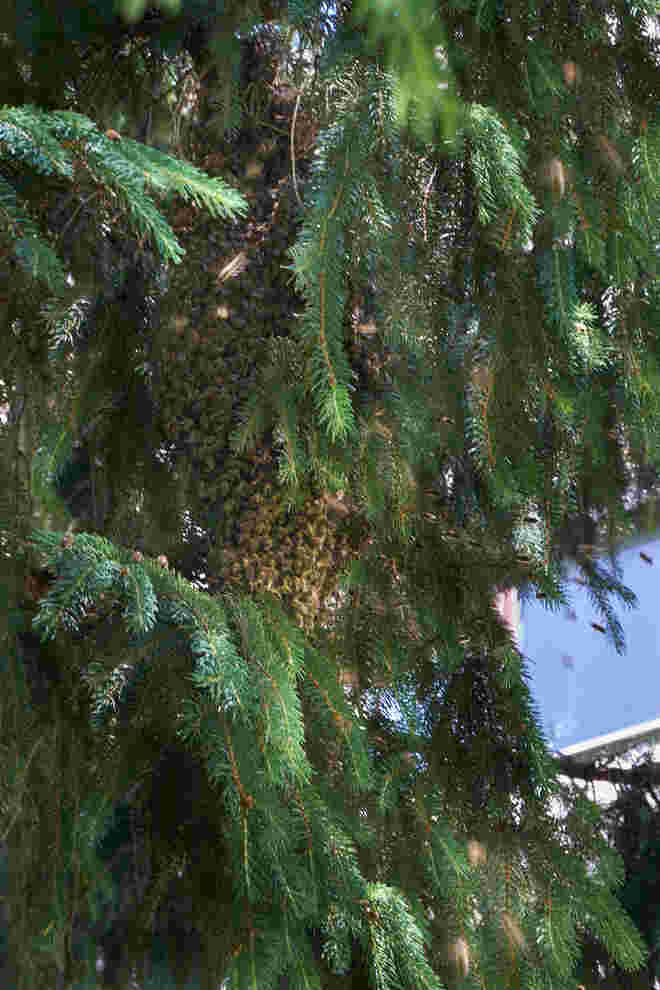 Bienenschwarm