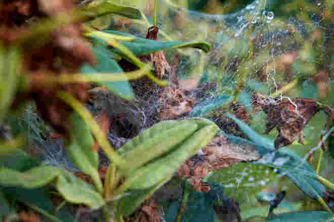 Wo sich die Spinne versteckt