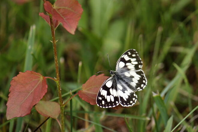 Schachbrett am Waldrand