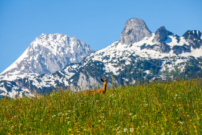 A junga Rehbock in da Wiesn