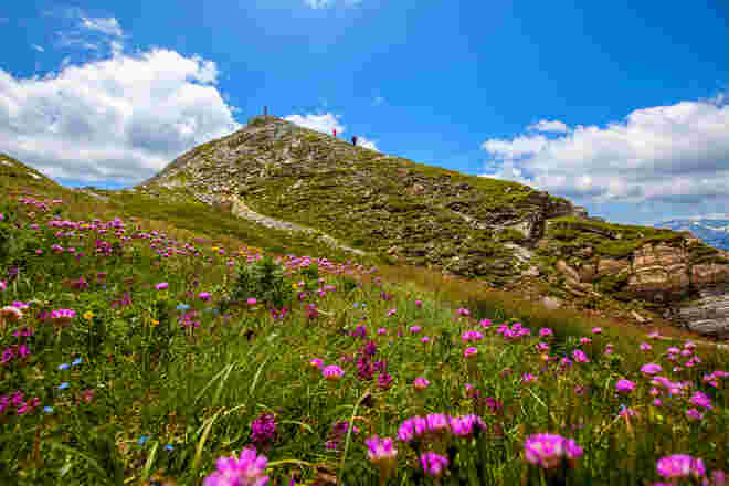 Kugelblumen am Speiereck