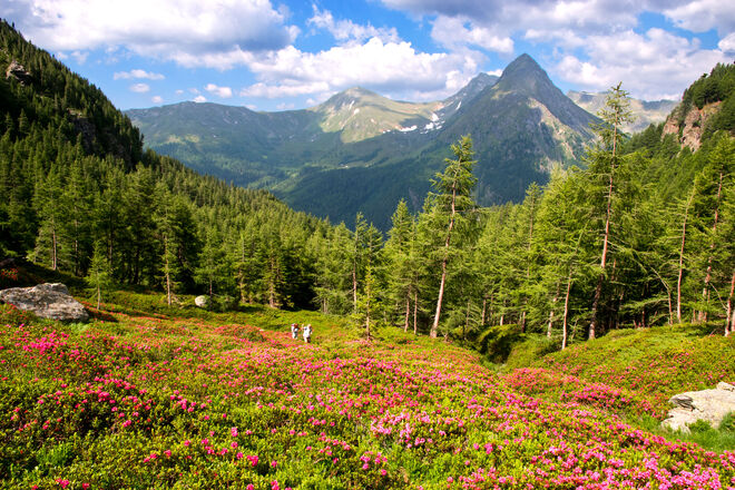 Im Alpenrosen-Garten