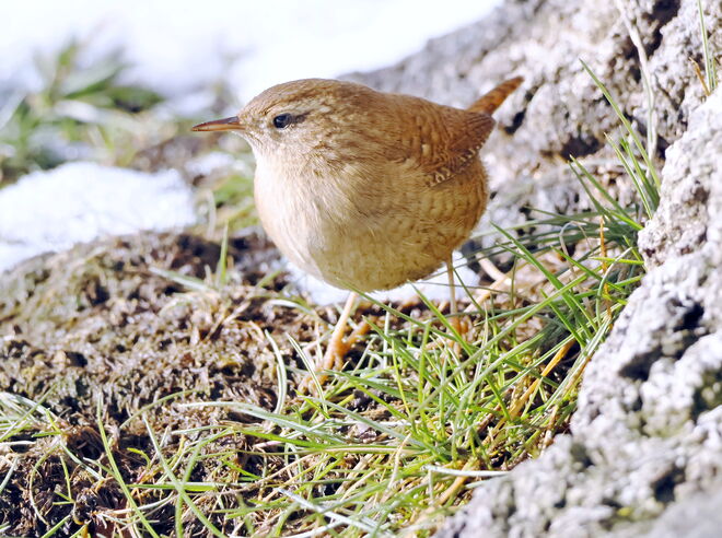 Wohin, kleiner König?