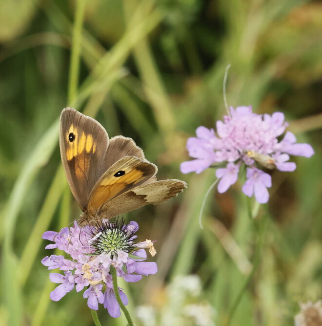 Von einer Blüte zur nächsten...