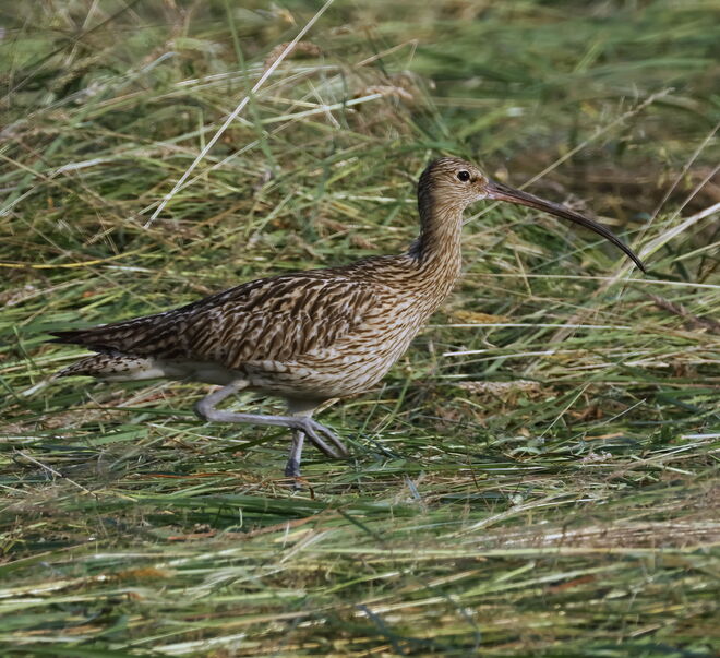 Die Suche im Heuhaufen