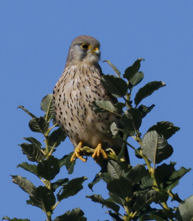 Scharfer Blick - fixiert