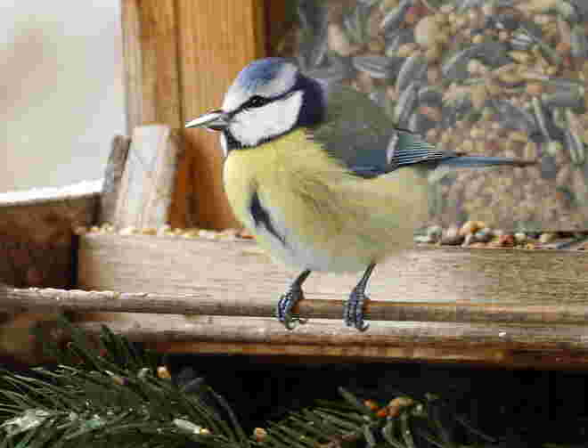 Nicht vergessen! Stunde der Wintervögel