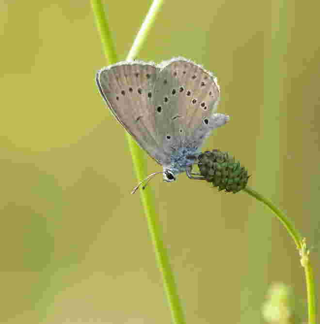 Heller Wiesenknopf-Ameisen-Bläuling 
