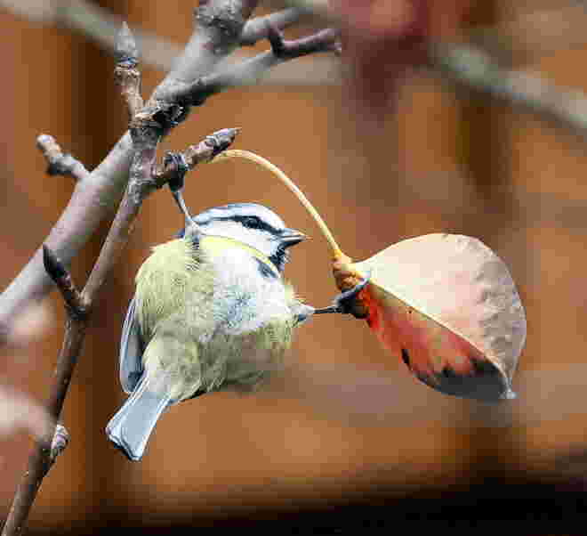 Wie ein Blatt im Wind