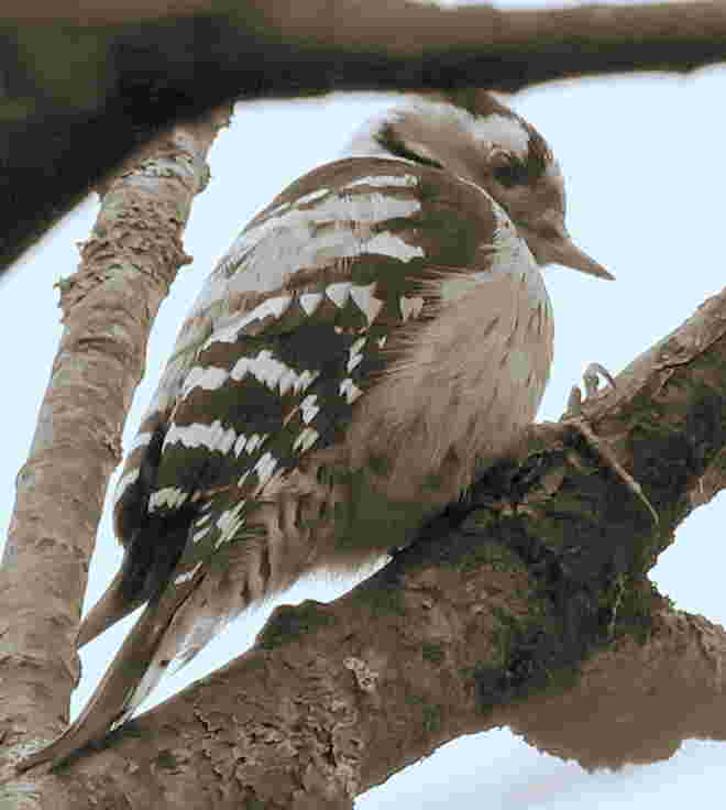 Kleinspecht, weiblich