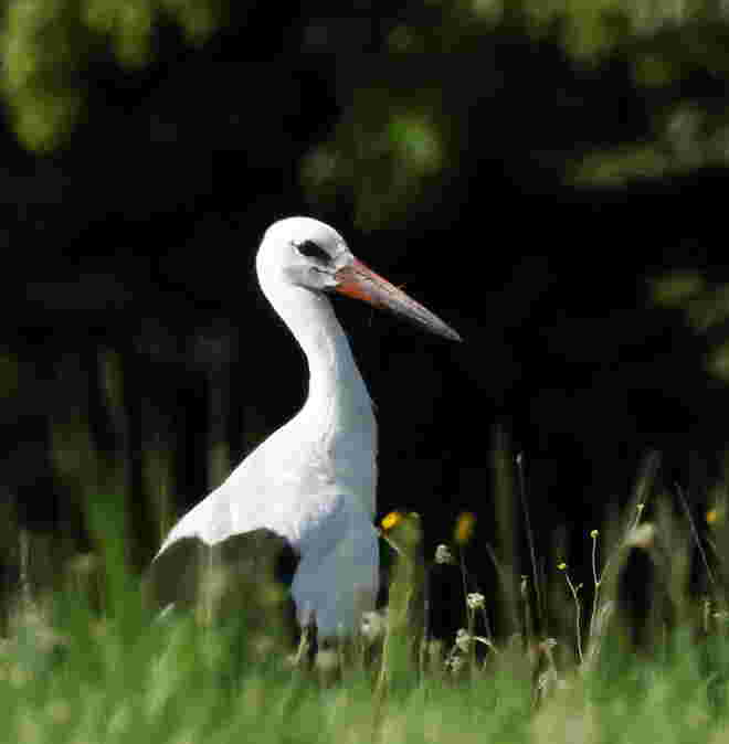 Jungstorch im Grünen