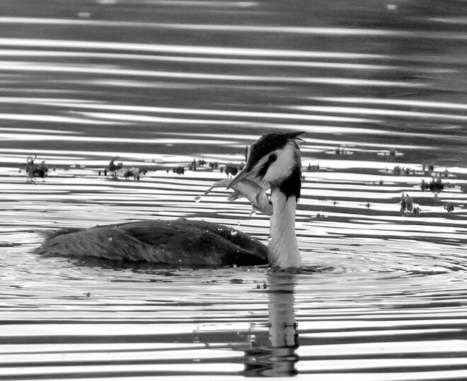 Ein Fischlein muss dran glauben
