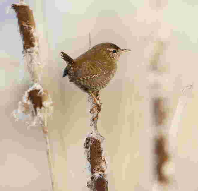 winterkoning