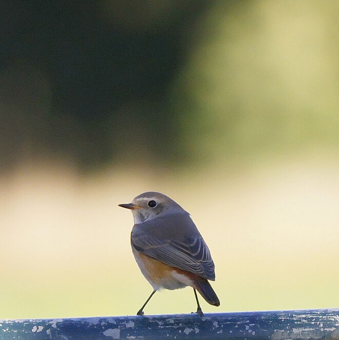 Ein Gartenrotschwanz im Schaugarten